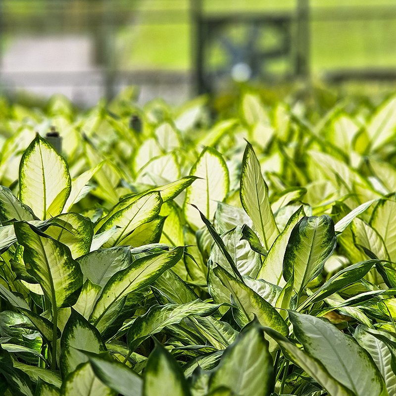 2026宜蘭小旅-仁山植物園